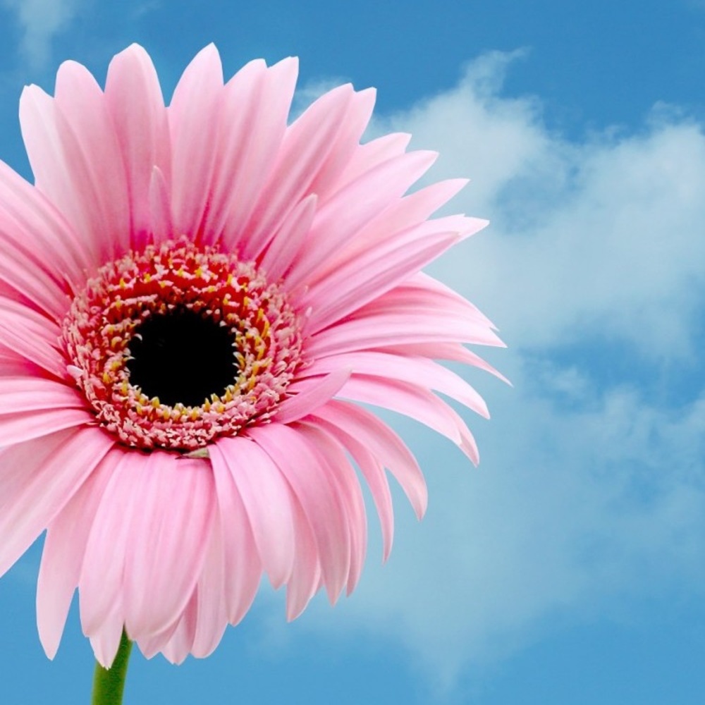 Meet your Posher, Janine